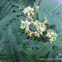 Libidibia coriaria (Jacq.) Schltdl.